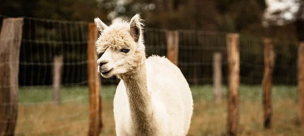 Alpakafarm-Finja-and-Friends_Finja
