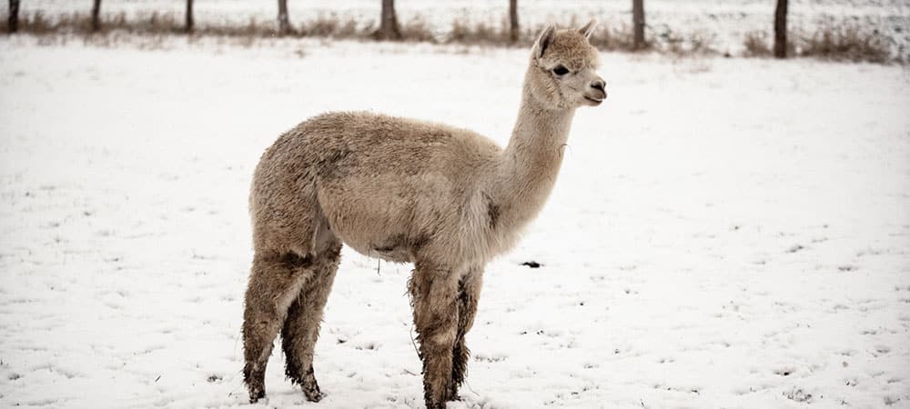 Alpakafarm-Finja-and-Friends_Jupp