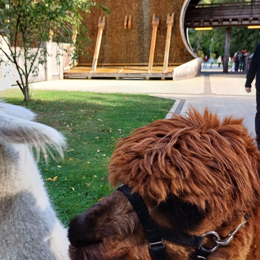 Alpaka Spaziergang im Kurpark Bad Sassendorf am Do., 30.10.2025 um 15.30 Uhr