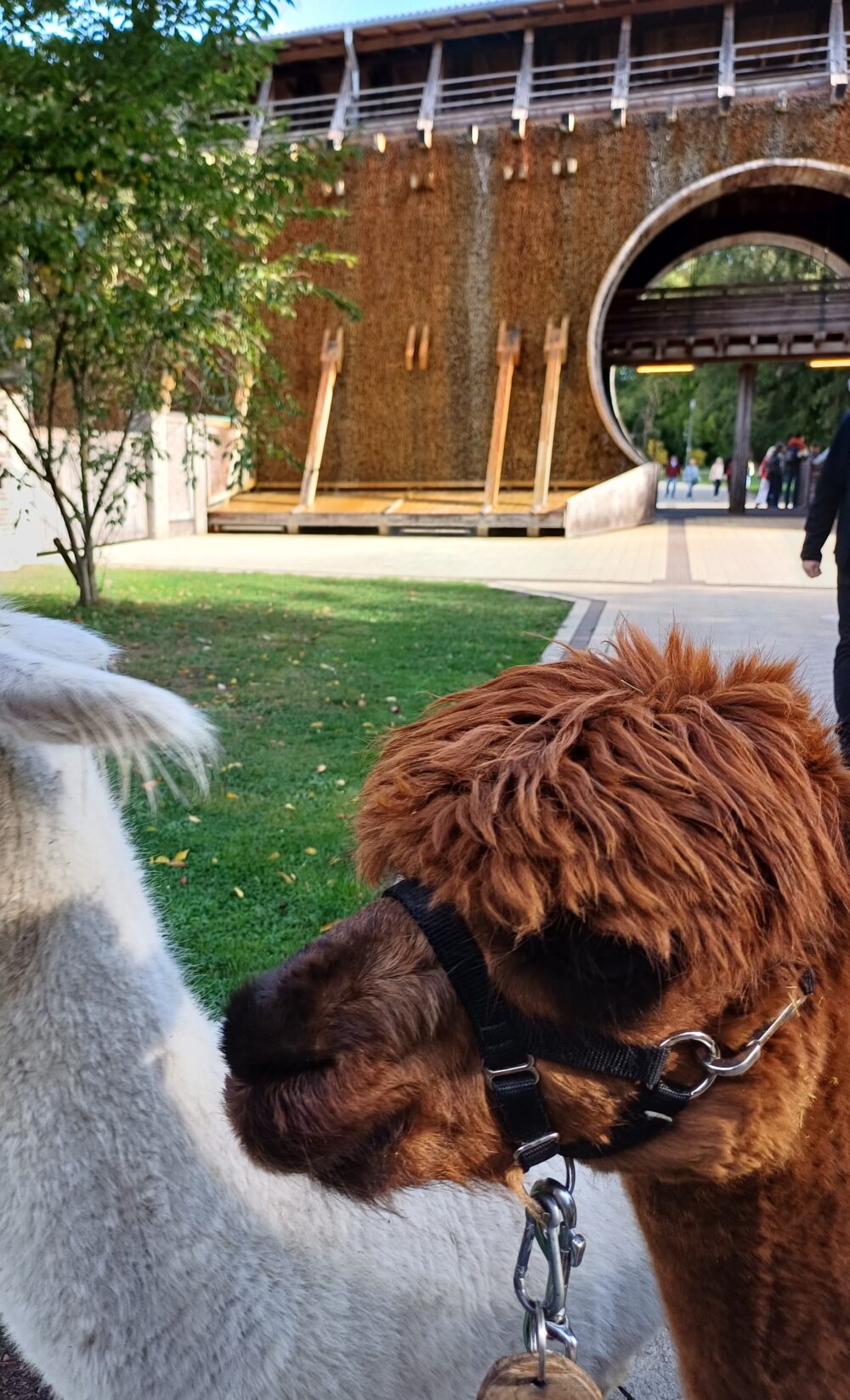 Alpaka Spaziergang im Kurpark Bad Sassendorf am Do., 30.10.2025 um 15.30 Uhr